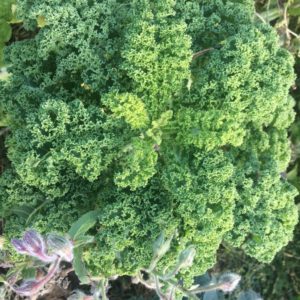 Grünkohl Ganze Pflanze groß!