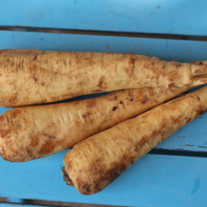 Pastinaken Grünzeug vom Feld