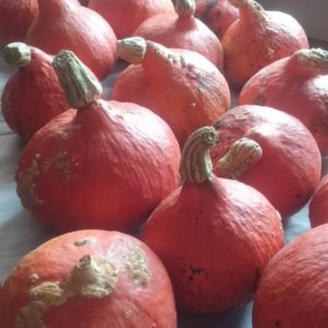 Kürbis Hokaido grün Gschaiderei