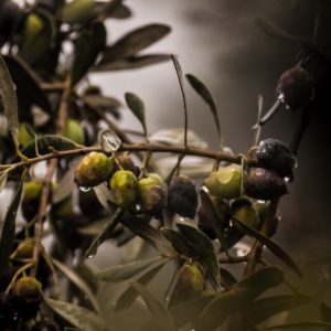 Kapern in Olivenöl