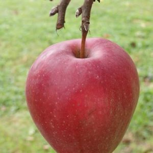 Apfel Jonagold (frisch, saftig)