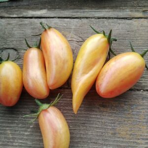Fleischparadeiser gemischt