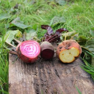 Rote Rübe Chioggia gestreift Grünzeug vom Feld
