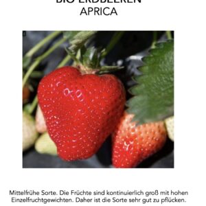 Thaibasilikum Pflanze