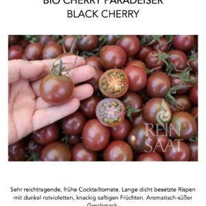 Paradeiser Black Cherry Pflanze