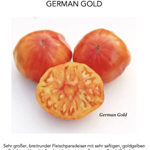 Paradeiser German Gold Pflanze