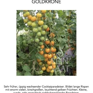 Paradeiser Cherry Goldkrpone Pflanze