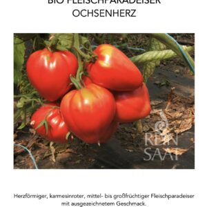 Paradeiser Ochsenherz Pflanze
