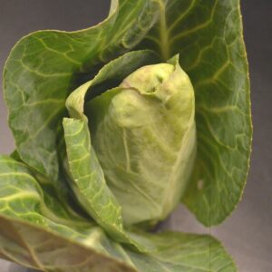 Weißes Spitzkraut mit Umblättern