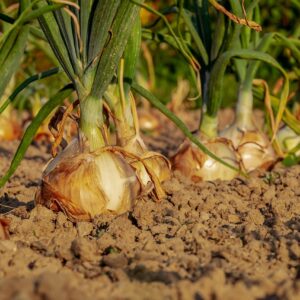 Reife gelbe Zwiebeln im Feld, kurz vor der Ernte