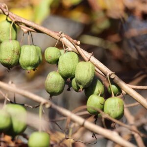 Mini Kiwis am Zweig