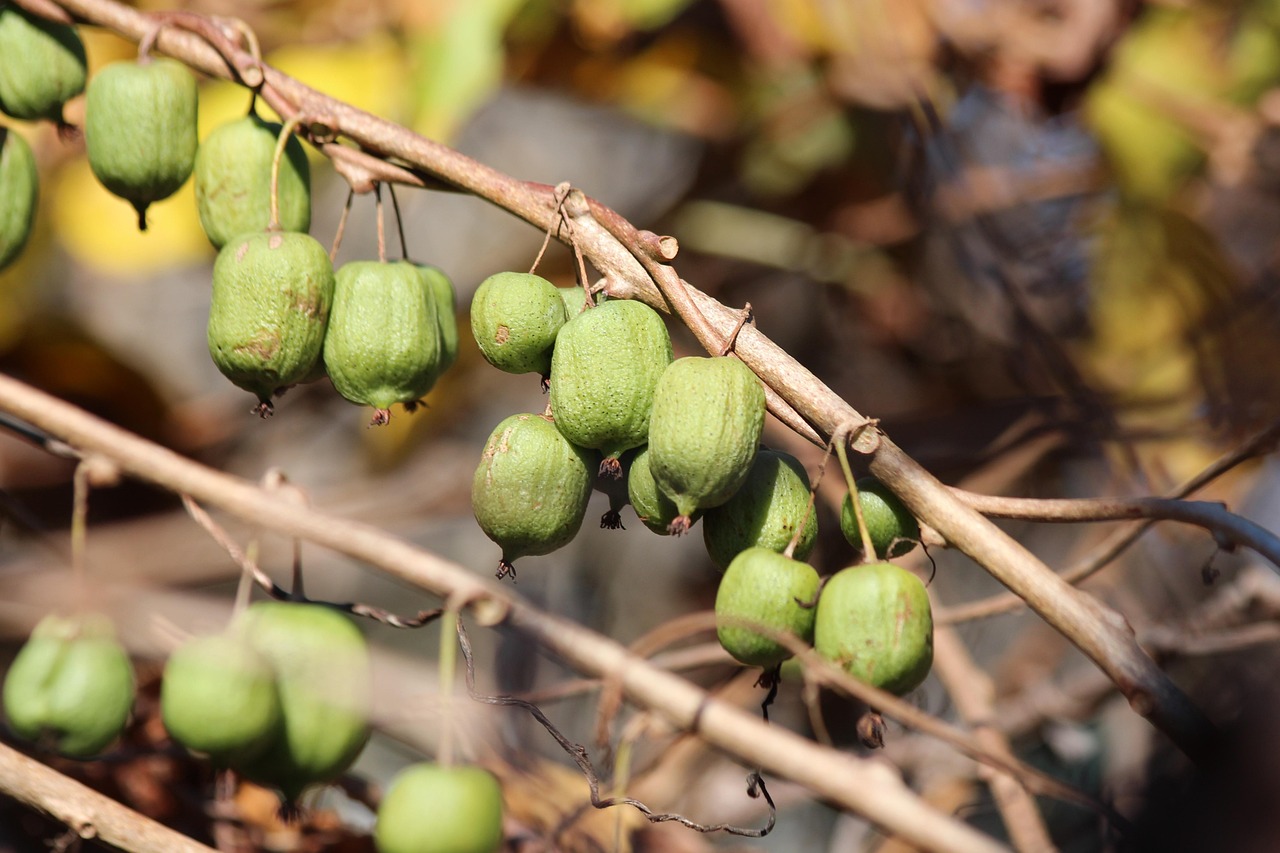Mini Kiwis am Zweig